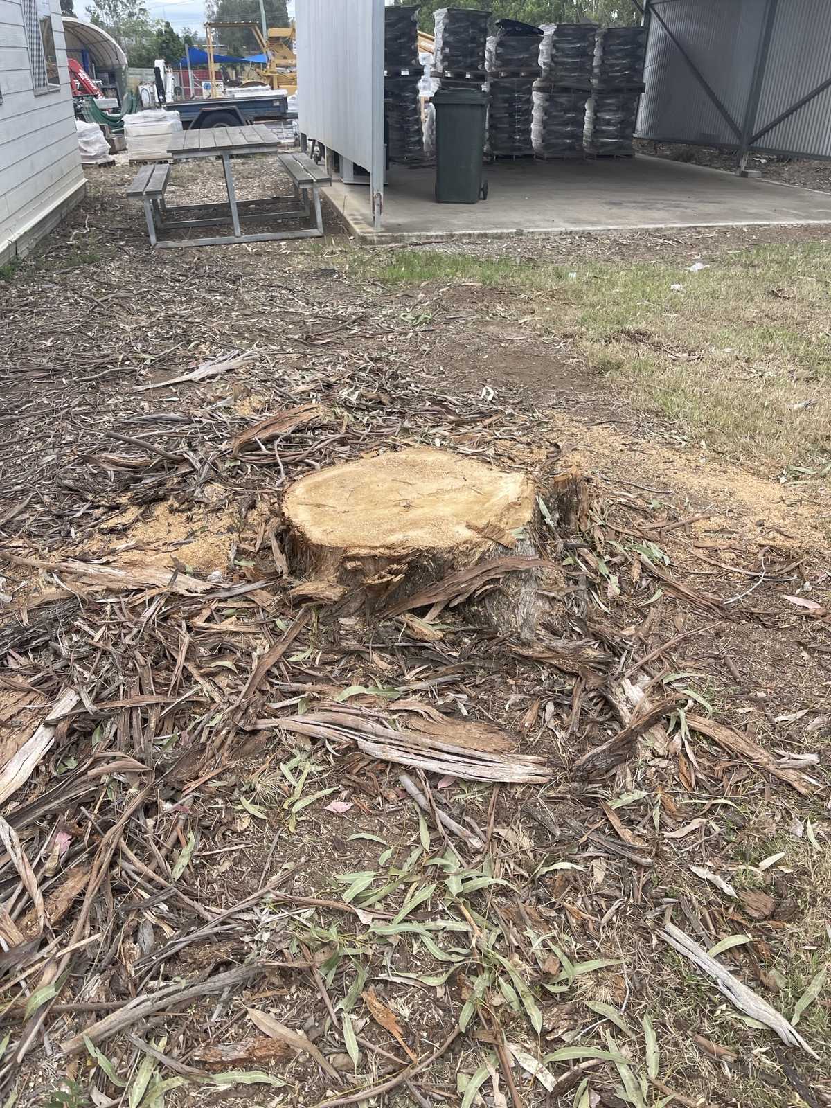 Fresh-cut gum stump beside a site office, waiting to be ground out before works start, Ipswich
