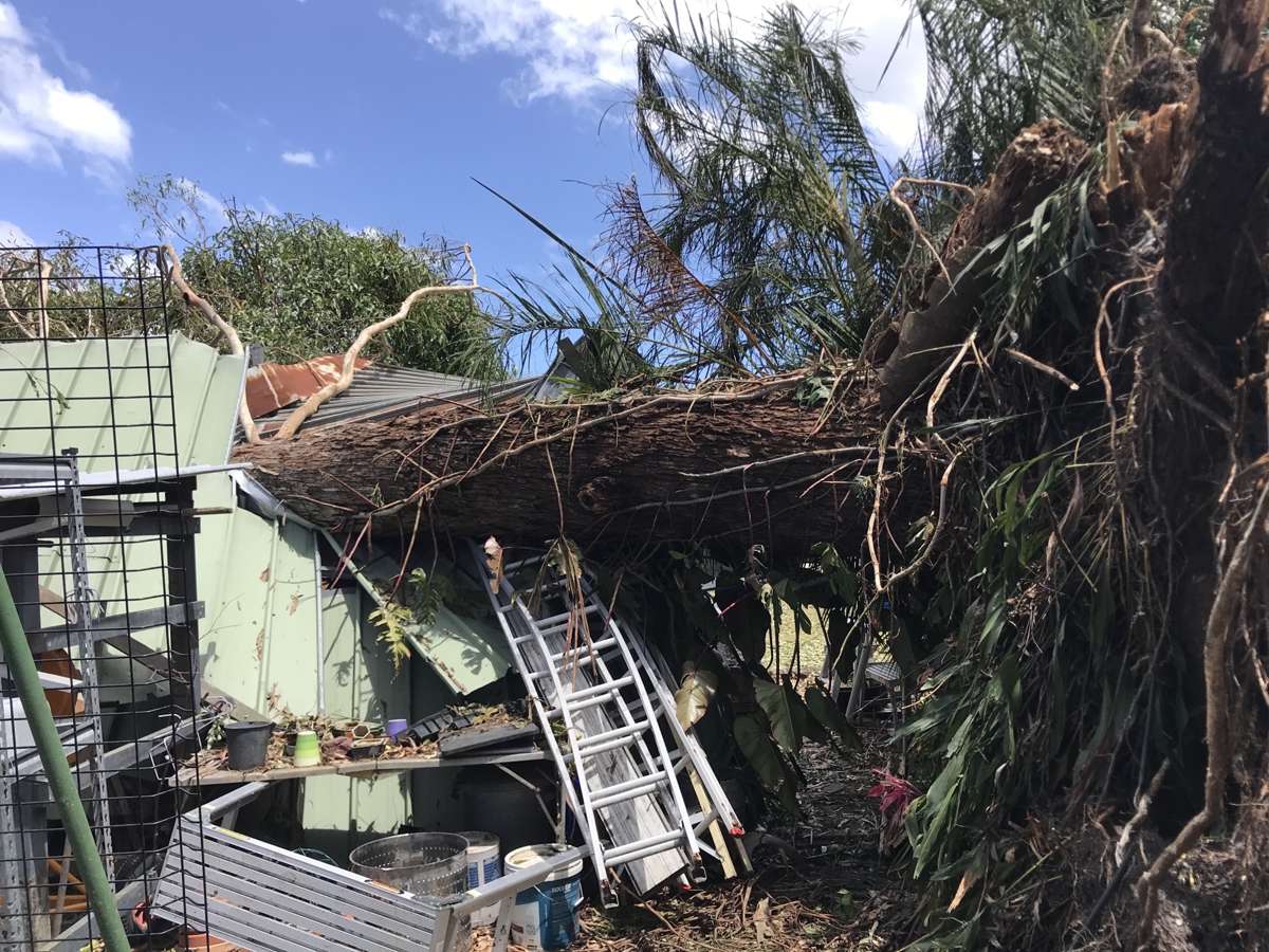 Storm-felled tree lying across a backyard garden shed with its root plate lifted out of the ground, Brisbane