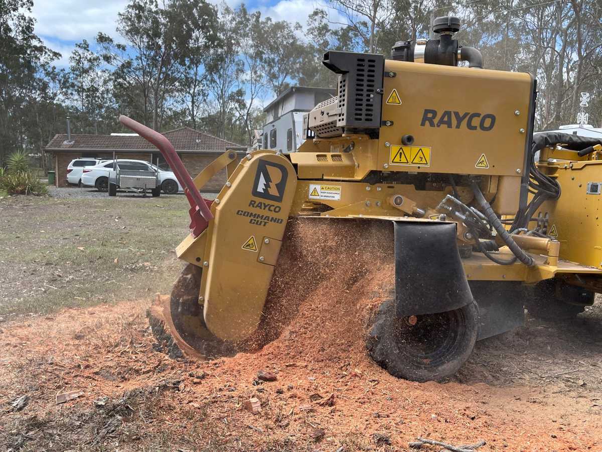 Rayco stump grinder cutting a tree stump flush to the ground on a residential block in South East Queensland, red grindings spraying out
